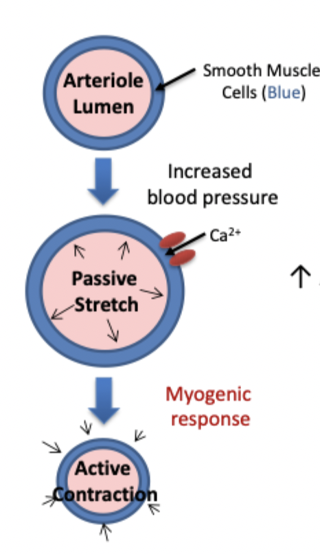 <p>Increase of BP stretches the walls of the arteries → activates stretch-sensitive Ca channels → enter smooth muscles and leads to vasoconstriction</p>