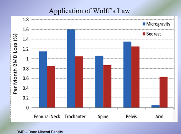 <p>Evidence for Wolff’s Law  </p>