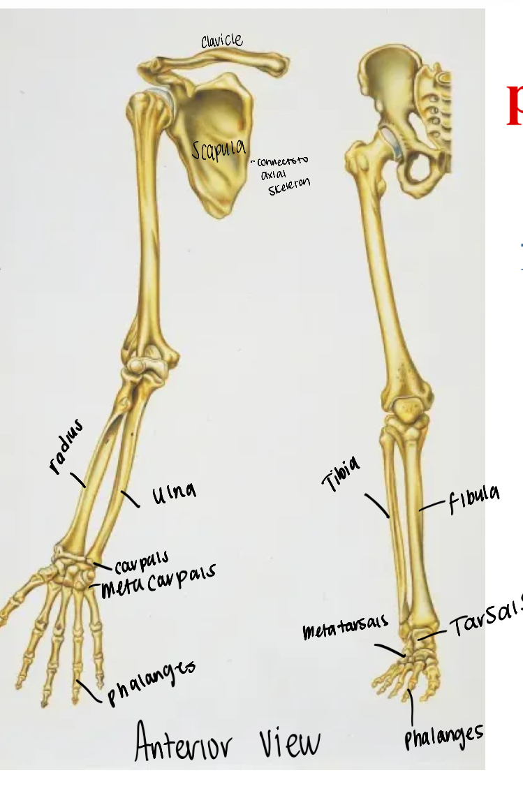 <p>Tibia-Fibula (tib fib)</p>