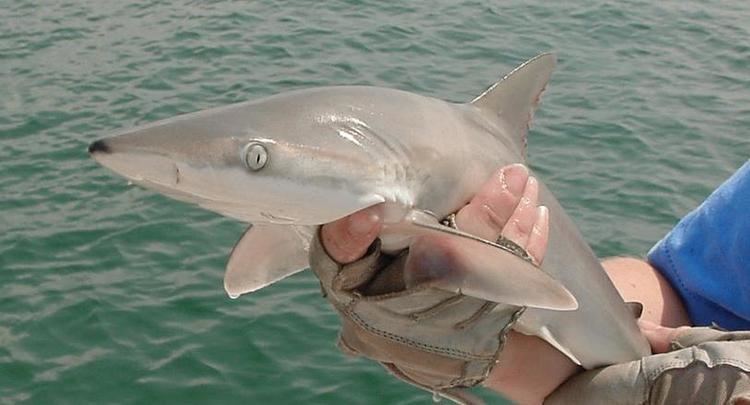 <p>What species of shark is this?</p>