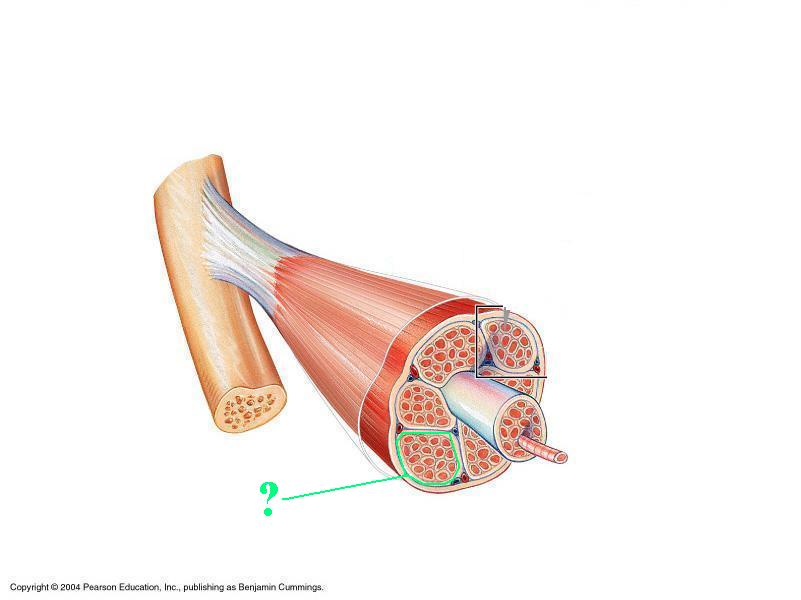 <p>Identify the indicated structure</p>