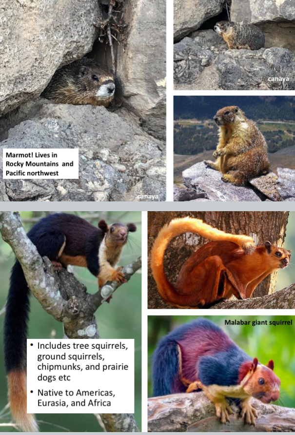 <p><span style="color: blue;">Order: Rodentia, “Tree &amp; ground squirrel, chipmunks,&amp; prairie dogs belong to what Family: ?</span></p>