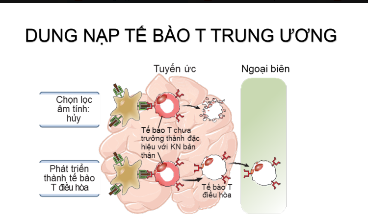 <p>Dung nạp miễn dịch trung ương(đối vs lympho T)</p>
