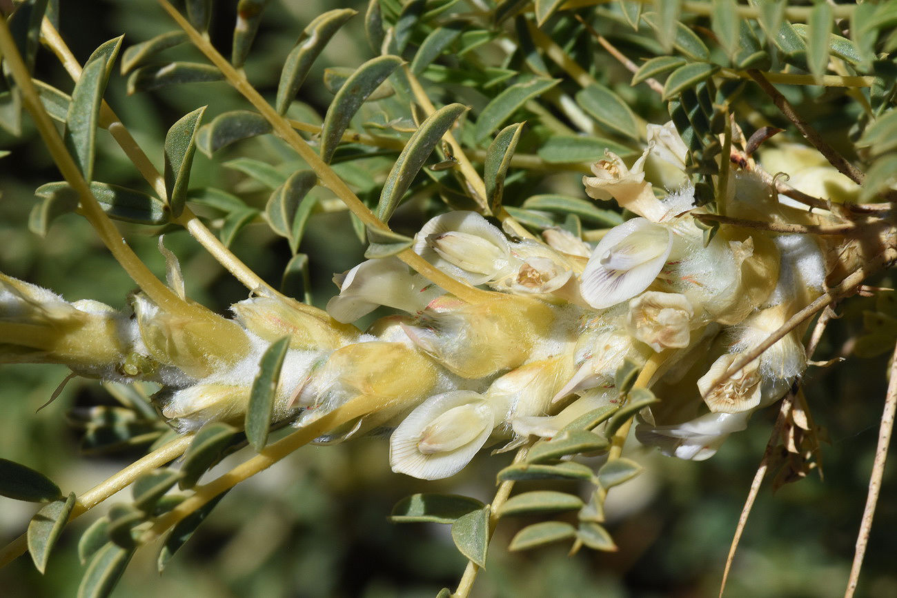 <p><strong>Common Name</strong>: Tragacanth</p><p class="is-empty is-editor-empty has-focus"><strong>Parts Used</strong>: Dried, gummy exudate from stems and bark</p><p class="is-empty is-editor-empty has-focus"><strong>Pharmaceutical Use/s</strong>: <strong>Gum</strong>; emulsifier, thickener, tablet binder</p><p class="is-empty is-editor-empty has-focus"><strong>Major Metabolites</strong>: <strong>Gum Tragacanth</strong></p>