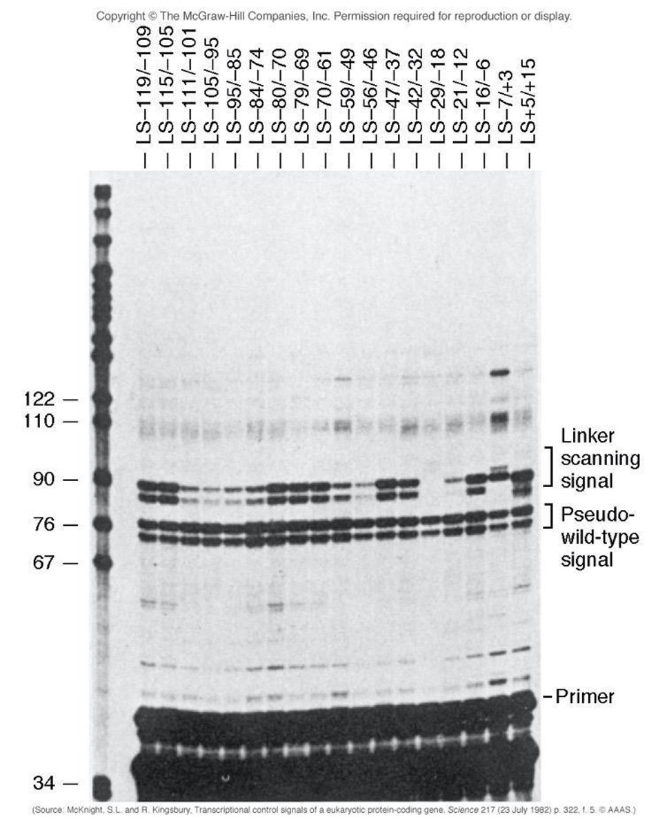 <p>Northern blot.</p>