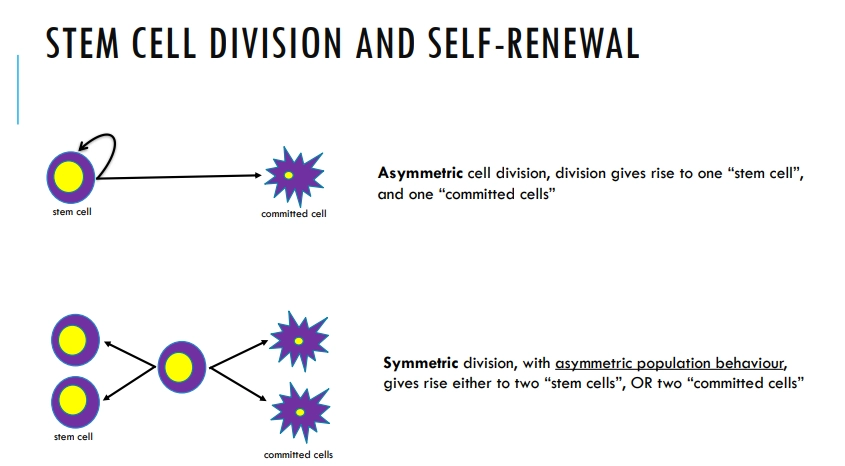 <ul><li><p>later in development the stem cells create a lineage of<strong> transit amplifying cells </strong>that are responsible for <strong>most divisions</strong></p></li><li><p>the stem cells themselves divide <strong>infrequently </strong>and <strong>slowly</strong>, to protect their genomes from mutation, as they are retained for life</p></li><li><p>transit amplifying cells are non-differentiated but also don’t self-renew</p></li></ul><p></p>