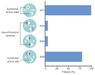 <p>Looked at gene ASL involved in urea cycle. Discovered harmful mutants. Single mutants died (much LOWER fitness). When mutants are combined, recovery (pairing deleterious single mutants = GROWTH). Occurs in 4% of human genes. This is an example of <span style="color: rgb(255, 0, 0);"><strong>intragenic complementation</strong></span> (two harmful variants = restore protein function). This find is interesting from a clinical perspective - this could be important for <span style="color: rgb(255, 0, 0);"><strong>gene therapy</strong></span> (e.g., mutagenize an already-mutated gene). CRISPR gene editing.</p>