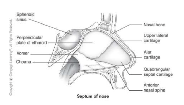 <ul><li><p>quadrangle septal cartilage</p></li><li><p>vomer: fits in median palatine suture groove </p></li><li><p>perpendicular plate of the ethmoid </p></li></ul><p></p>