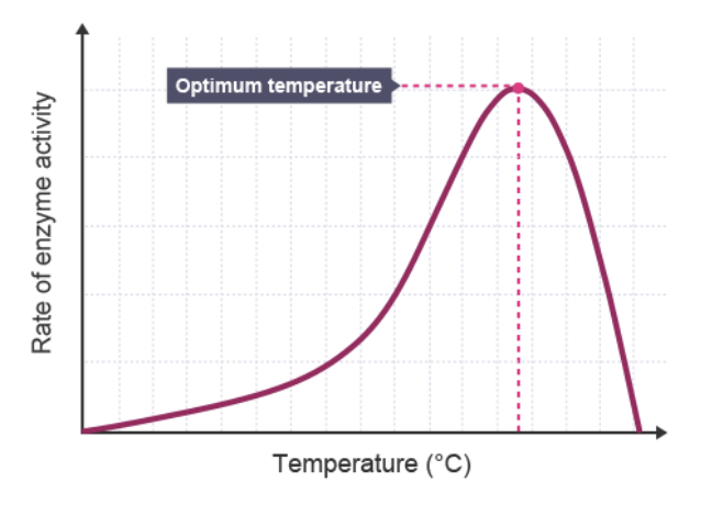 <p>Temperature - Effect On Enzyme Activity</p>