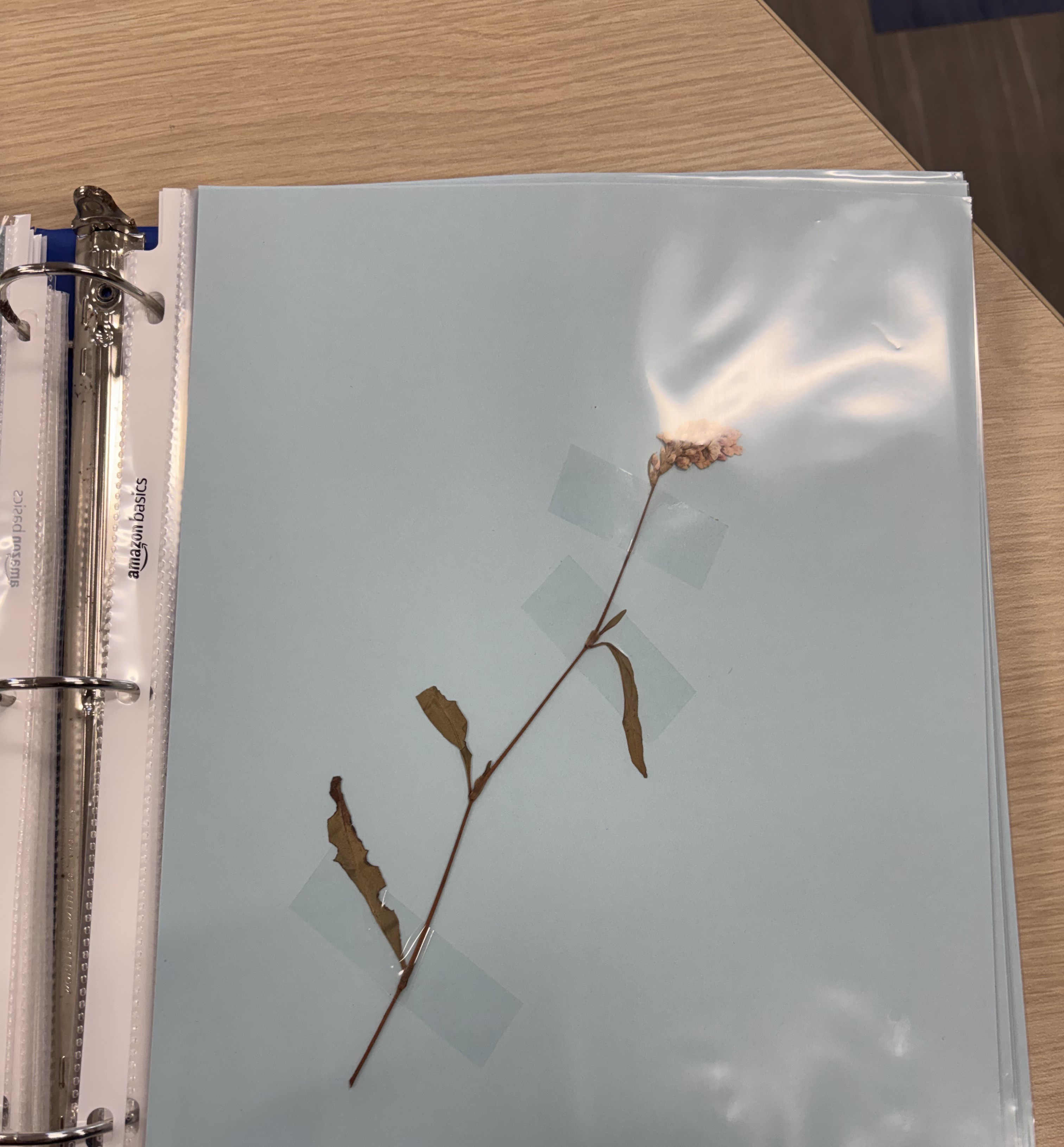 <p>Pennsylvania Smartweed</p>