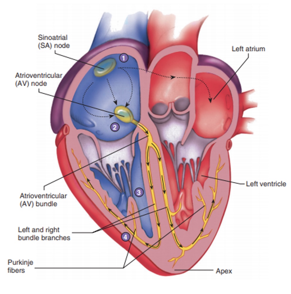 <p><span style="line-height: 120%;">A crescent-shaped node of tissue called the <strong>sinoatrial (SA) node</strong>, located in the right atrium. Other components include the <strong>atrioventricular (AV) node</strong> at the junction of the atria and ventricles, the <strong>atrioventricular (AV) bundle</strong> and the right and left bundle branches located in the interventricular septum, and finally the <strong>Purkinje fibers</strong>, which spread within the myocardium of the ventricle walls.</span></p>