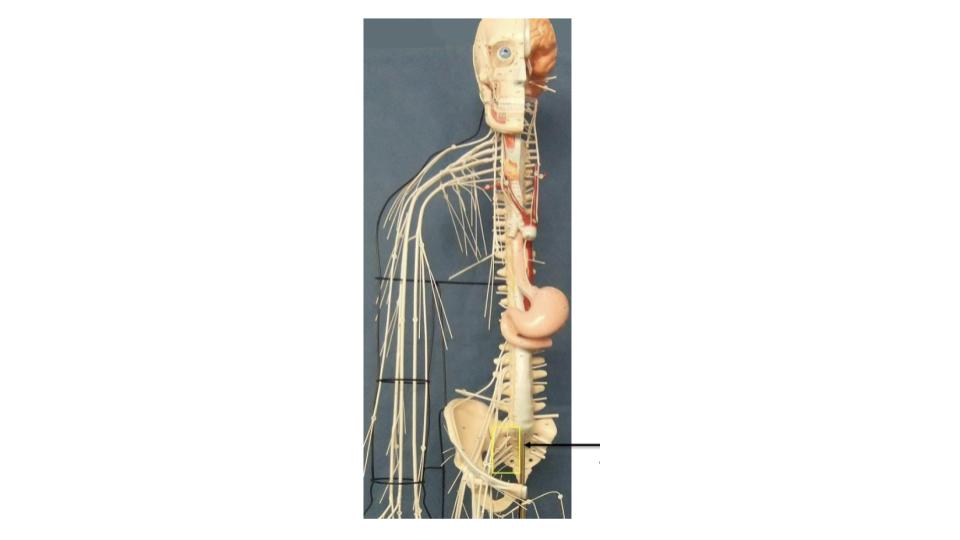 <p>nerve network</p>