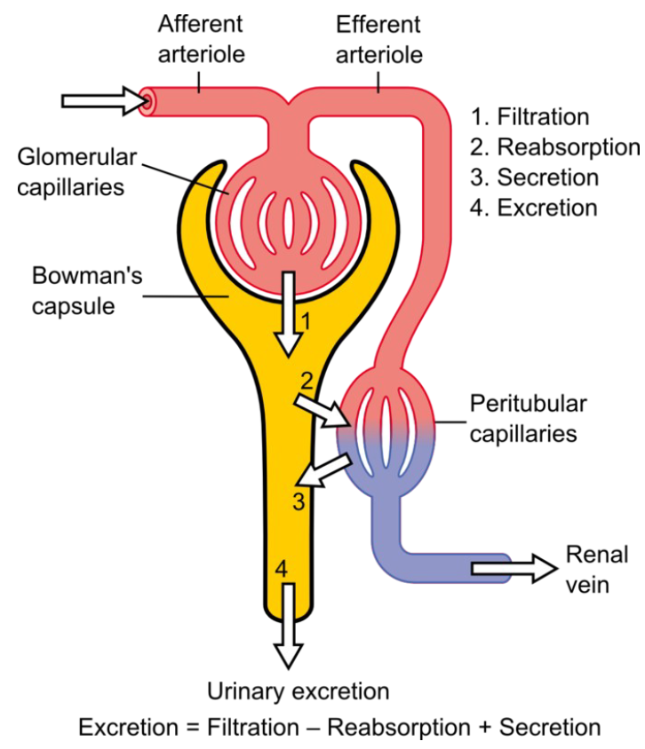 <ul><li><p>the functional unit of the kidney</p></li><li><p>the basic functional unit</p></li></ul><p></p>
