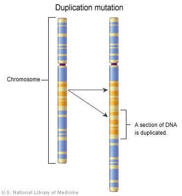 <p>Duplication</p>