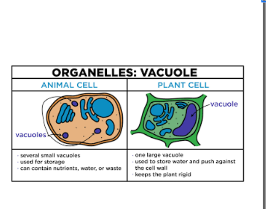 <p><span style="background-color: transparent;">Large, fluid-filled sacs in plant cells that store water, nutrients, and waste products.</span></p>
