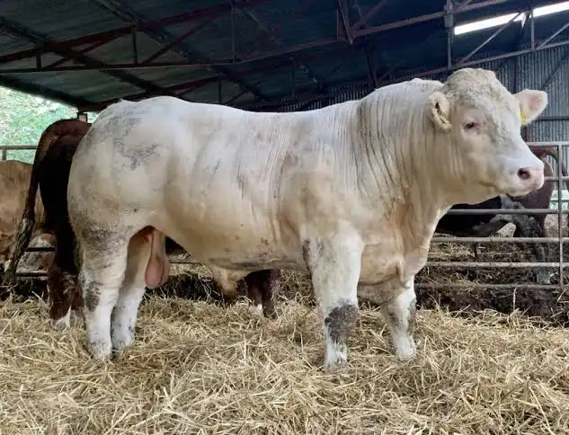 <p>Beef cattle </p><p>White and usually horned </p><p>large and muscular </p>