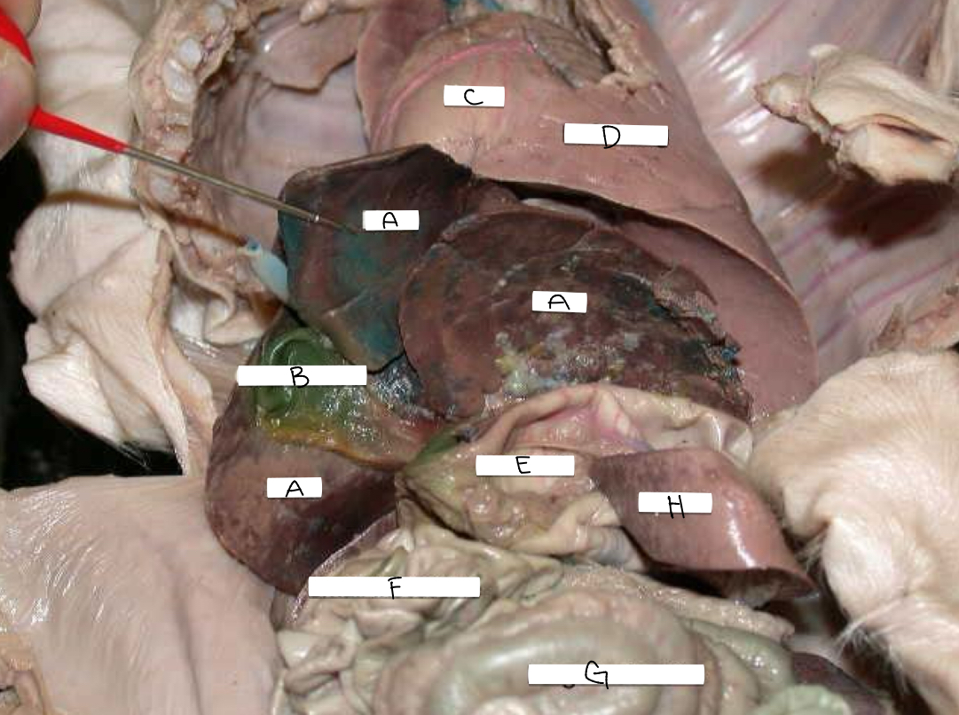 <p>H</p>