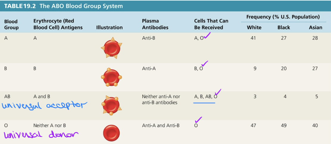 <ul><li><p><strong><mark data-color="yellow" style="background-color: yellow; color: inherit;">transfusion reactions:</mark></strong> ABO &amp; Rh blood group systems <mark data-color="yellow" style="background-color: yellow; color: inherit;">mismatched</mark> between donor &amp; recipient</p></li><li><p>carbohydrate surface Ag on RBC → blood cell types</p></li></ul><ol><li><p><strong>Type A blood:</strong> anti B Ab</p></li><li><p><strong>Type B blood: </strong>anti A Ab</p></li><li><p><strong>Type AB:</strong> no Ab (universal acceptor)</p></li><li><p><strong>Type O:</strong> anti A and anti B (universal donor)</p></li></ol><ul><li><p>ex. anti A + type A RBC → <strong>agglutination &amp; hemolysis of RBCs</strong> (mismatching)</p></li></ul><p></p>