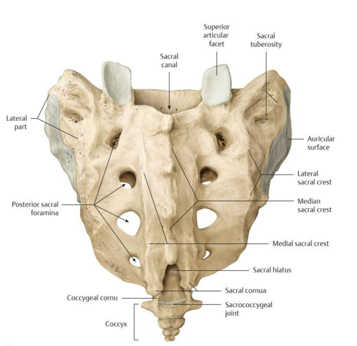 <ol><li><p>Base and promontory (S1 body)&nbsp;</p></li><li><p>Ala (wing)</p></li><li><p>Anterior sacral foramina</p></li><li><p>Posterior sacral foramina </p></li><li><p>Median Sacral Crest&nbsp;</p></li><li><p>Sacral canal and hiatus </p></li><li><p>Auricular surface (articulated with ilium)</p></li></ol><p></p>