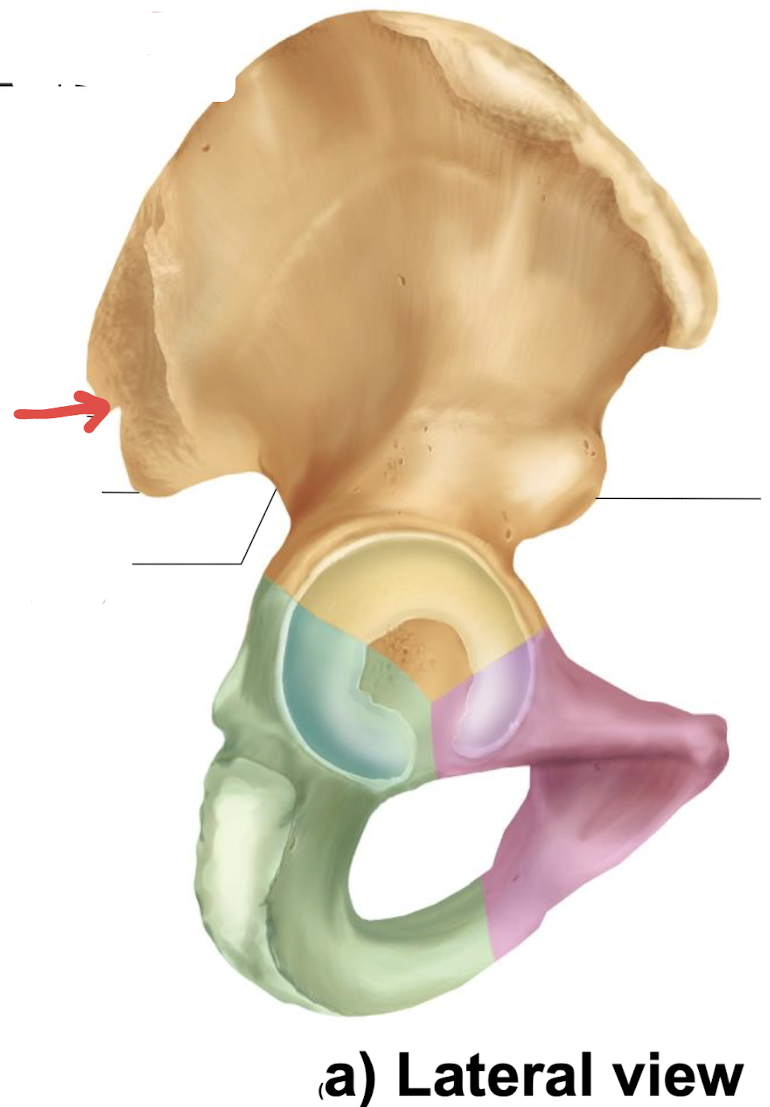 <p>what is this part of the hip?</p>