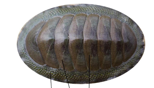 <p>What is this? What phylum and class?</p>