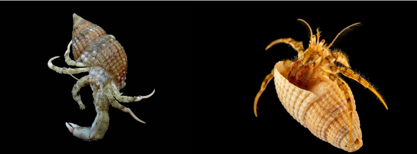 <p>small hermit crab 3-11mm, hides abdomen in shells, carapace square in shape, triangle projections along front edge, hairs along two front corners, eyes on stalks, left chela larger than the right, both chela hairy.</p>