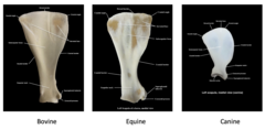 <p>equine and bovine have dorsal scapular ligament, but dogs do not.</p>