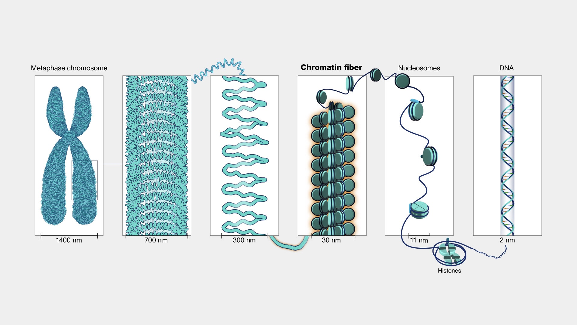 <p>Chromatin</p>