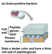 <p>Gram-positive bacteria</p>