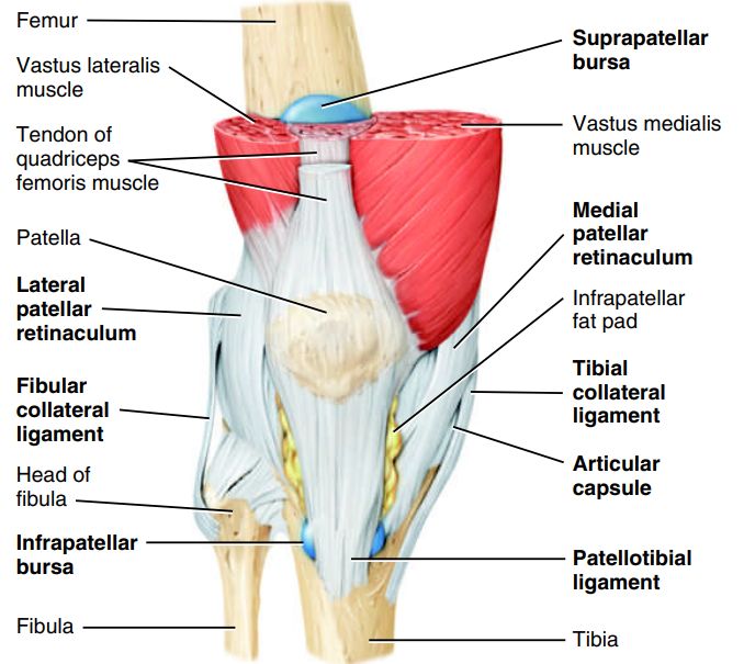 <p>Knee Joint: Medial and Lateral Patellar Retinacula</p>