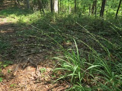 <p>native warm season grass, Chasmanthium laxum</p>