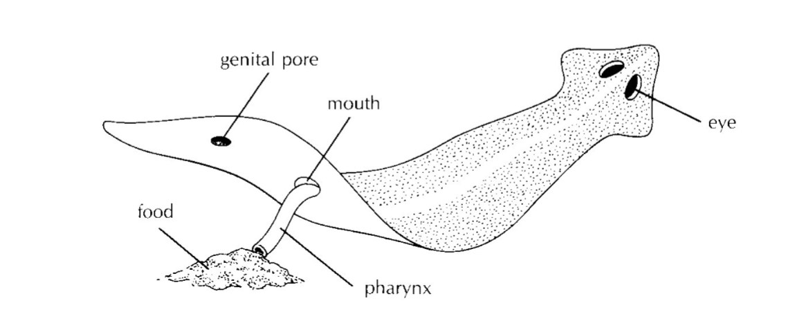 <ul><li><p>pharynx lead to Gastrovascular cavity </p></li><li><p>mouth position mid-ventral to anterior </p></li><li><p>pharyngeal glands</p></li><li><p>Protrusible and retractable pharynx</p></li></ul><p></p>