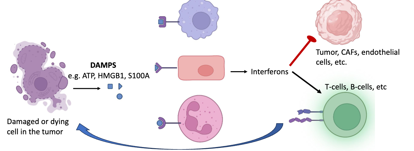 <ul><li><p>DAMPs like ATP, HMGB1, S100A are released from damaged and dying cells → frequent collateral of fast growing tumor environment. similar to PAMPS, DAMPs stimulate IFN expression</p></li><li><p>IFNs have negative effects on cell growth and cancers, and prompt anti-tumor immune cells</p></li><li><p>this pressure slects for dysregulated antiviral/anti-damage signalling pathways → pressure of IFN leads to pressure for tumor cells to evolve and dampen IFN production/response</p></li></ul><p></p>