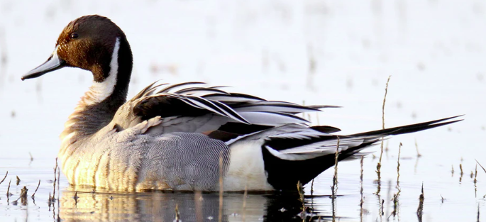 <p>female similar to mallard with lighter feathers and dark bill</p>