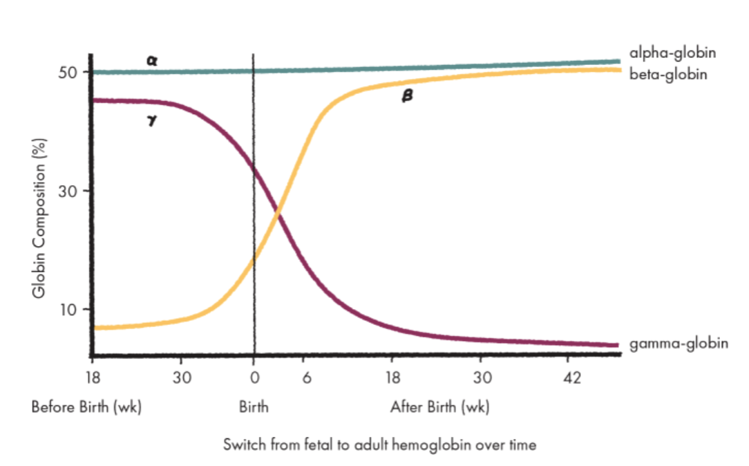 <p>Around birth, γ-globin expression mostly turns off and β-globin begins being expressed</p><p></p>