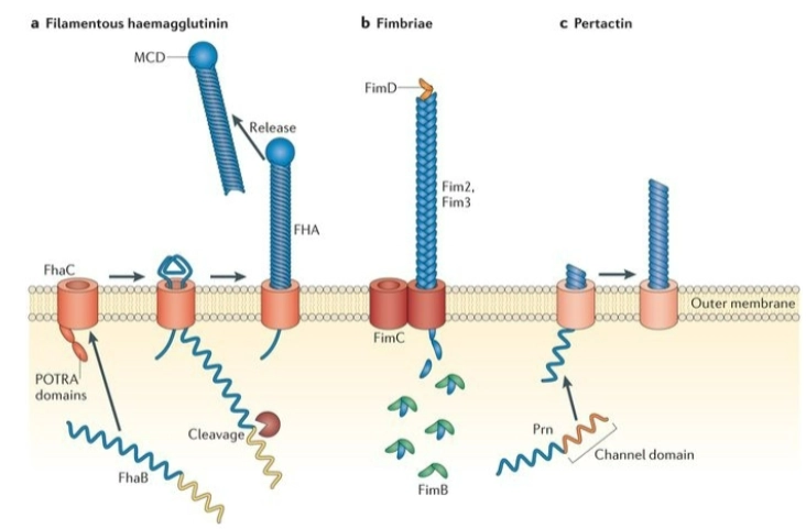 <ul><li><p><strong>a. Filamentous haemagglutinin (FHA):</strong> Een gigantisch, staafvormig plakeiwit dat door het membraan heen naar buiten wordt geduwd (via FhaC) om de bacterie muurvast te ankeren aan de trilharen in je luchtwegen.</p></li></ul><p></p><ul><li><p><strong>b. Fimbriae:</strong> Lange, harige uitsteeksels (gemaakt van FimB/C/D) die ook helpen bij de hechting.</p></li></ul><p></p><ul><li><p><strong>c. Pertactin (Prn):</strong> Nóg een belangrijk adhesie-eiwit aan de buitenkant.</p></li></ul><p></p><ul><li><p><strong>Pertussis Toxin:</strong> Naast deze plakeiwitten activeert BvgA de productie van het beruchte <strong>kinkhoest-toxine</strong>. Dit gifstofje verlamt de trilharen in de luchtpijp en vernietigt cellen, wat leidt tot die typische, gierende en uitputtende hoestbuien (<em>causes the characteristic coughs</em>).</p></li></ul><p></p>