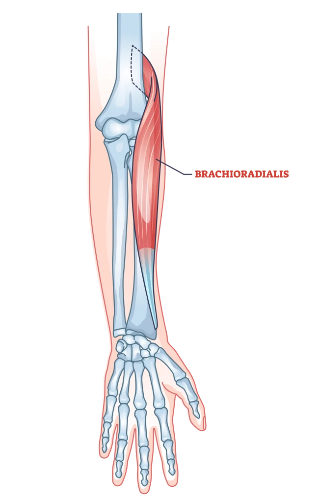 <p>brachioradialis action</p>