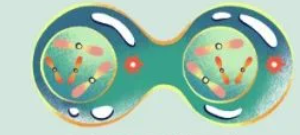 <p><br><span>Mitosis: The final stage, the nuclear membrane and nucleolus begin to reappear, and the mitotic spindle breaks up and the chromosomes uncoil. Two daughter cells are present.</span></p>