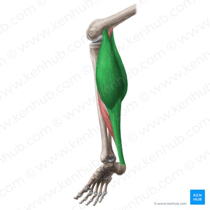 <p>Proximal Attachment (O):</p><ul><li><p>Lateral head: lateral aspect of lateral condyle of femur</p></li><li><p>Medial head: popliteal surface of femur; superior to medial condyle</p></li></ul><p>Distal Attachment (I): Posterior surface of calcaneus via calcaneal tendon</p><p>Nerve: Tibial nerve (S1, S2)</p><p>Action: Plantarflexes ankle joint when knee joint is extended; raises heel during walking; flexes knee joint</p>