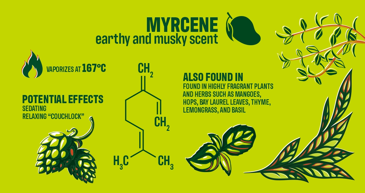 <p>Myrcene (terpene)</p>