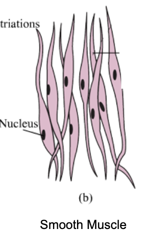 <ul><li><p><strong>un-striated</strong>, elongated, cigar-shaped</p></li></ul><p></p><ul><li><p>responsible for <strong>sustained contractions</strong> in vascular system &amp; GI-tract, <strong>NOT voluntary</strong></p></li><li><p><strong>slow &amp; controlled</strong> by autonomic <strong>nervous system</strong></p></li><li><p><strong>mononucleated</strong></p></li></ul><p></p>