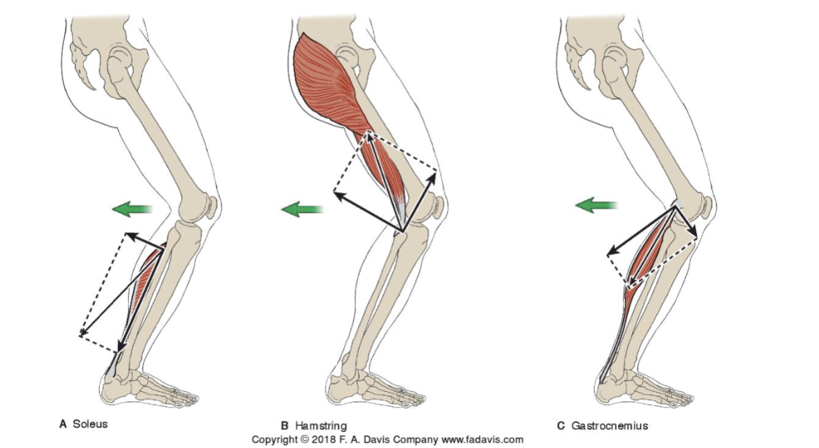 <p>Fy = rotate tibia and posterior shear</p><p></p><p>Fx = compression</p>