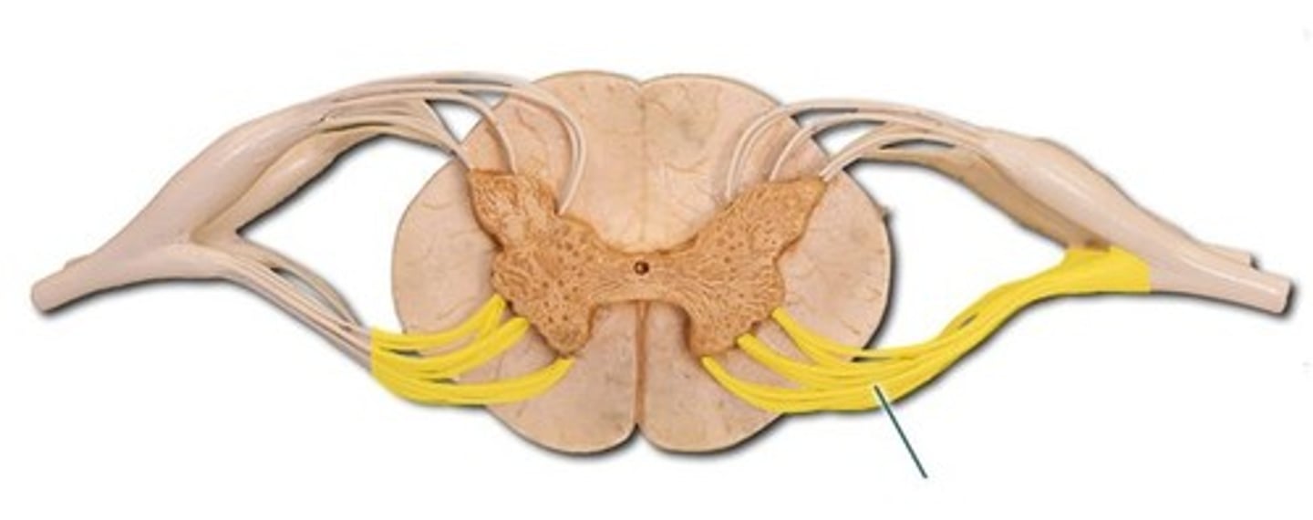 <p>The motor root of a spinal nerve, carrying efferent fibers from the spinal cord.</p>