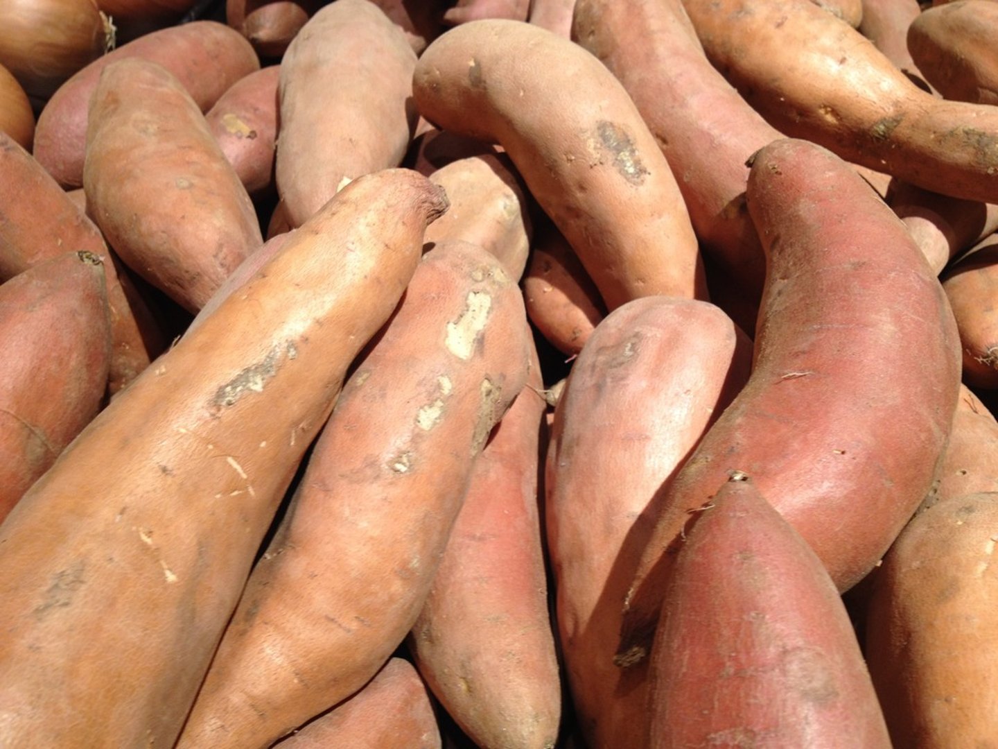 <p>Discorea genus (yams)- They are tubers like potatoes</p>