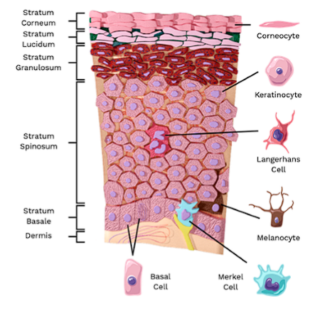 <ul><li><p>Monitor the environment</p></li><li><p>Capture invaders and break them down</p></li><li><p><span style="color: red;">Attach antigens to the cell</span> surface and present them to T cells to trigger immune response</p></li></ul><p></p>
