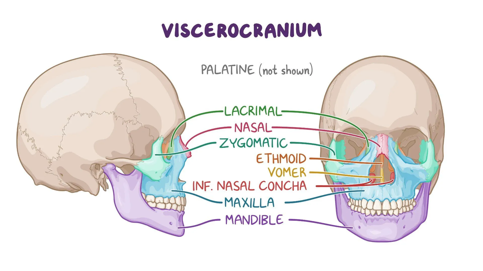 <p>go do the flashcards of the Viscerocranium practical </p>