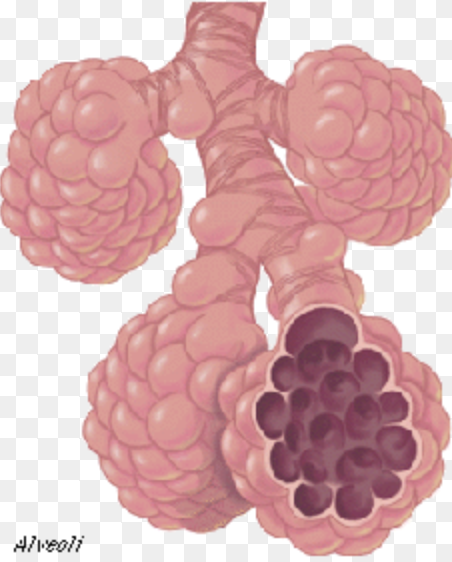 <p>Alveoli - one cell layer thick, simple squamous </p>