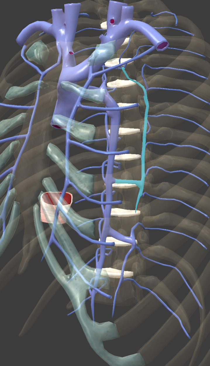 <p>Identify the feature of the caval system</p>