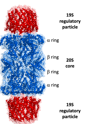 <p>2 19 S regulatory particles, 1 20 S core</p>