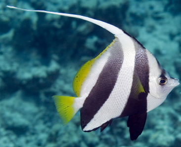 <p>Bannerfish- FALSE moorish idol </p>